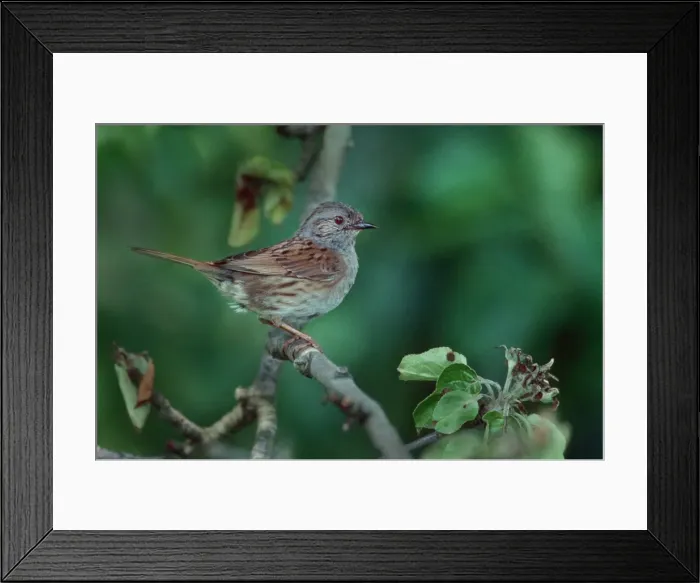 Framed Print : Dunnock / Hedge Sparrow on branch Framed Print : Dunnock / Hedge Sparrow on branch