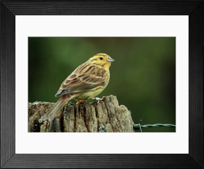 Framed Print : Yellowhammer - On fence post Framed Print : Yellowhammer - On fence post