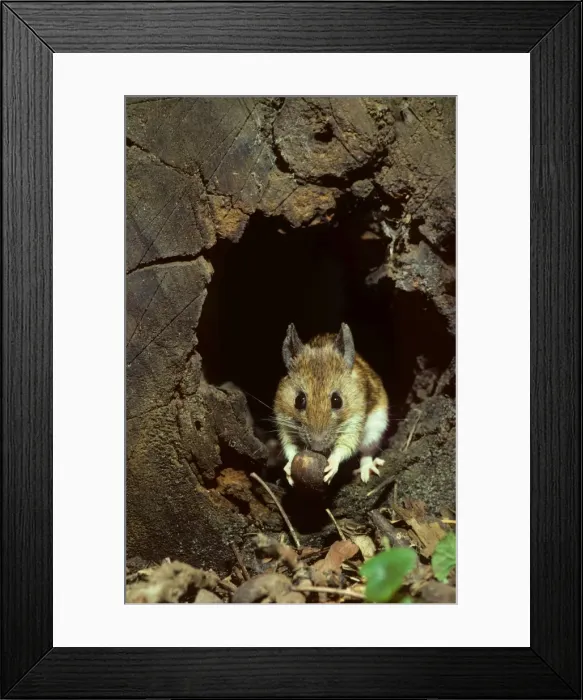 Framed Print : Wood mouse in hollow tree with hazelnut at night Framed Print : Wood mouse in hollow tree with hazelnut at night