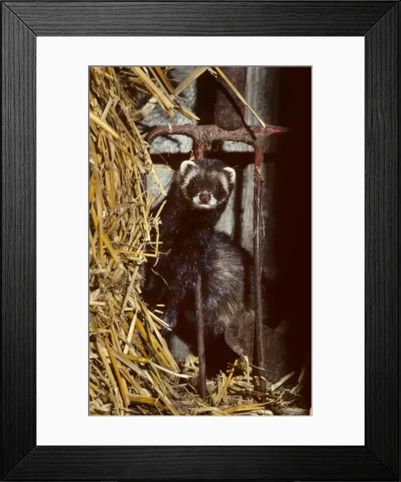 Framed Print : Polecat in barn by long pitchfork Framed Print : Polecat in barn by long pitchfork