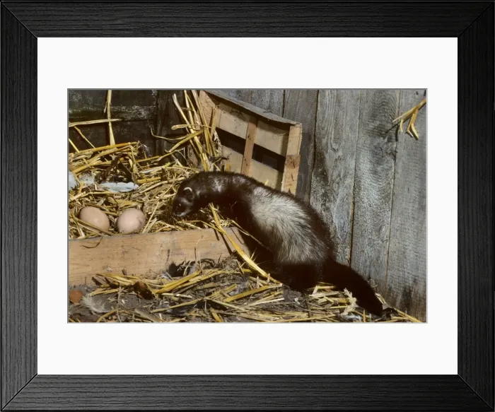 Framed Print : Polecat in barn with chickeneggs Framed Print : Polecat in barn with chickeneggs