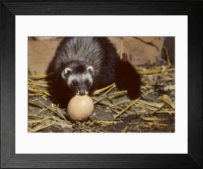 Framed Print : Polecat in barn stealing chickenegg Framed Print : Polecat in barn stealing chickenegg