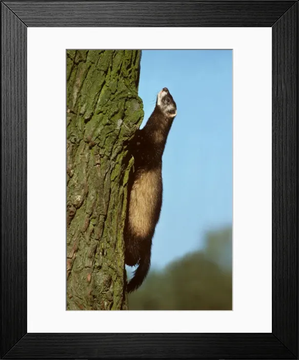 Framed Print : Polecat climbing a tree Framed Print : Polecat climbing a tree