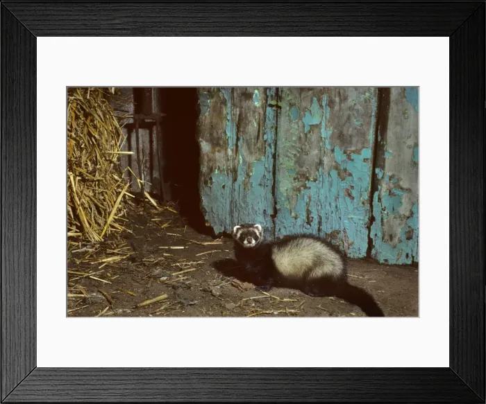 Framed Print : Polecat in barn with straw Framed Print : Polecat in barn with straw