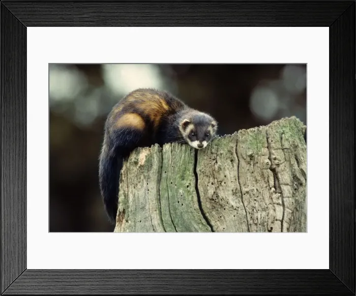 Framed Print : Polecat on a hollow tree Framed Print : Polecat on a hollow tree