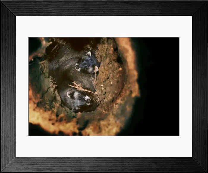 Framed Print : Polecat two young ones in a hollow tree