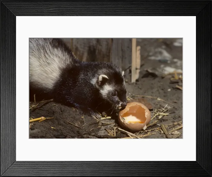 Framed Print : Polecat in barn eating chickenegg Framed Print : Polecat in barn eating chickenegg