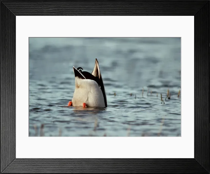 Framed Print : Mallard - Up-ending male looking for food in the water Framed Print : Mallard - Up-ending male looking for food in the water