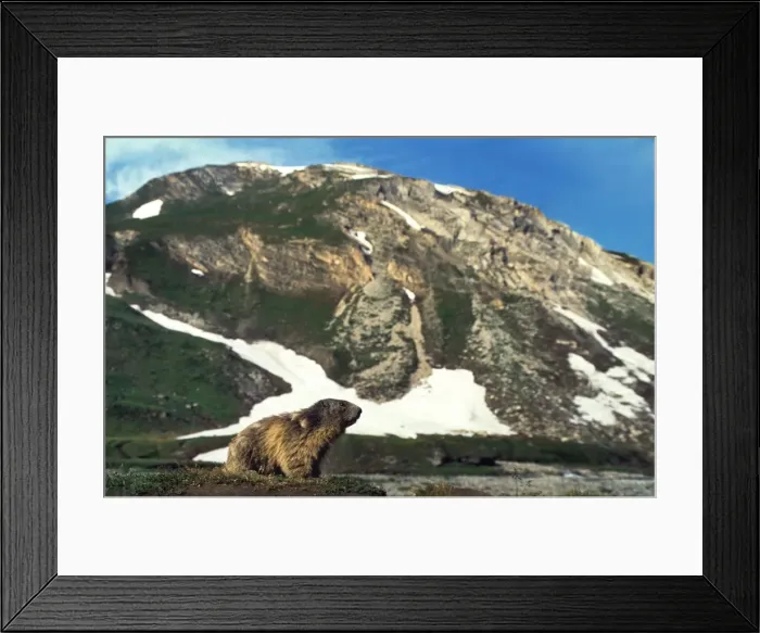Framed Print : Alpine Marmot in mountain - landscape - Ecrin Alps - France Framed Print : Alpine Marmot in mountain - landscape - Ecrin Alps - France