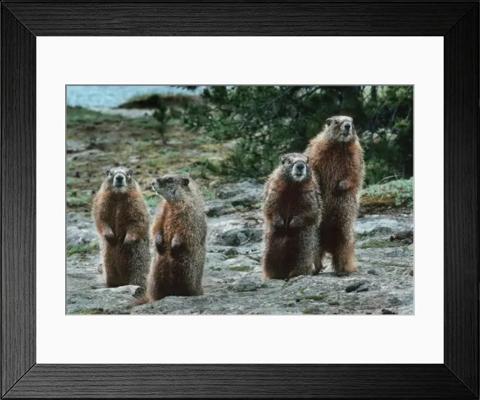 Framed Print : Alpine Marmot four upright in winter coat - Passo Stelvio Italy