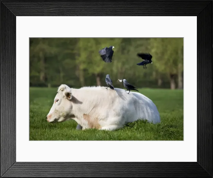 Framed Print : Jackdaw - group on back of cow picking cowhair for nest material Framed Print : Jackdaw - group on back of cow picking cowhair for nest material