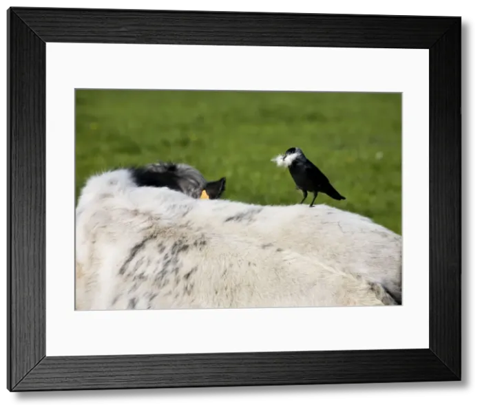 Framed Print : Jackdaw - on cow's back with beak full of cowhair to use as nest material Framed Print : Jackdaw - on cow's back with beak full of cowhair to use as nest material