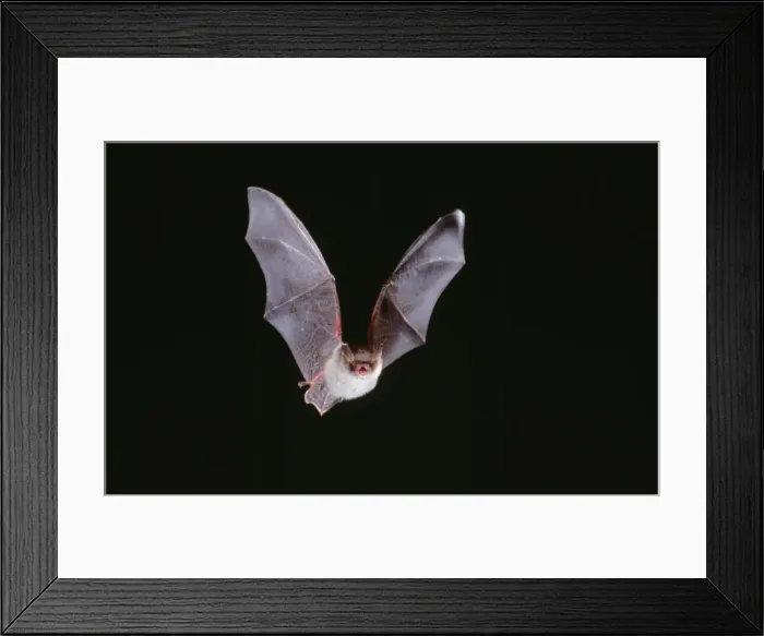 Framed Print : Natterer's Bat - in flight Framed Print : Natterer's Bat - in flight