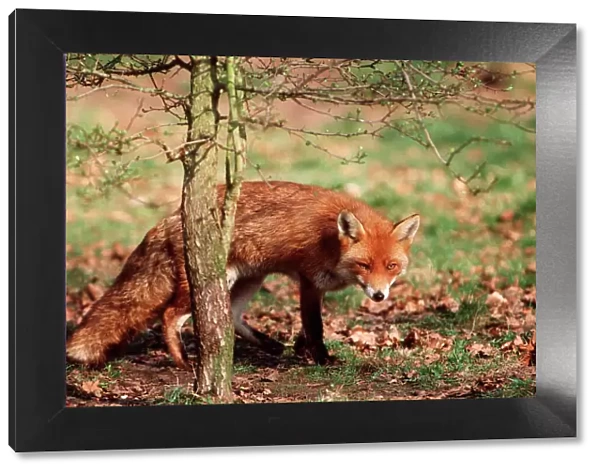 Fox. ME-222. Red FOX - ADULT BEHIND SMALL TREE