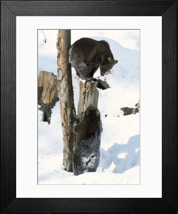 Framed Print : Brown Bear - cubs in snow Framed Print : Brown Bear - cubs in snow