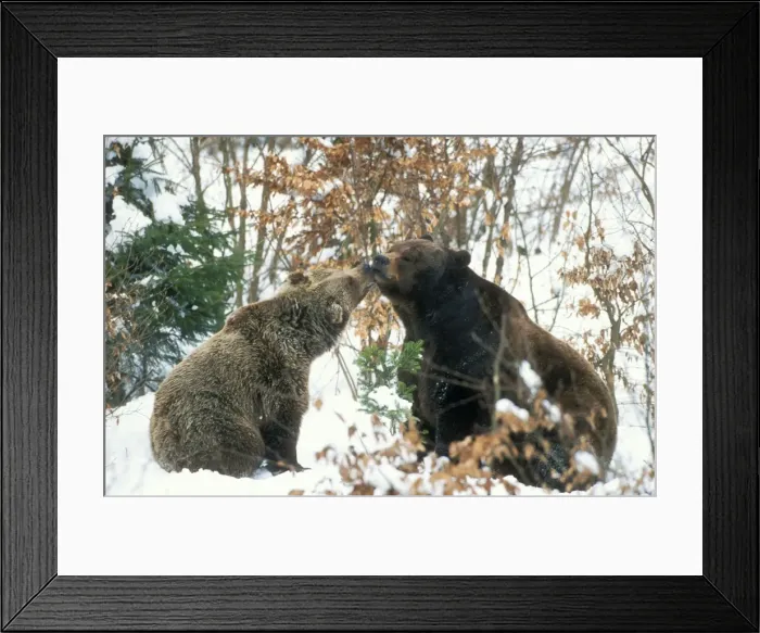 Framed Print : Brown Bear Couple in snow Framed Print : Brown Bear Couple in snow