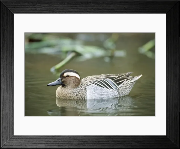 Framed Print : Garganey Duck Framed Print : Garganey Duck
