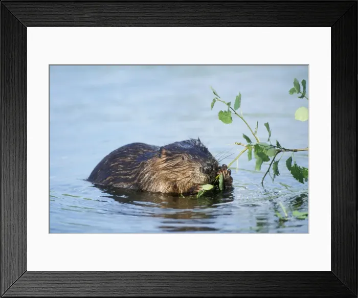 Framed Print : Beaver Eating in water Framed Print : Beaver Eating in water