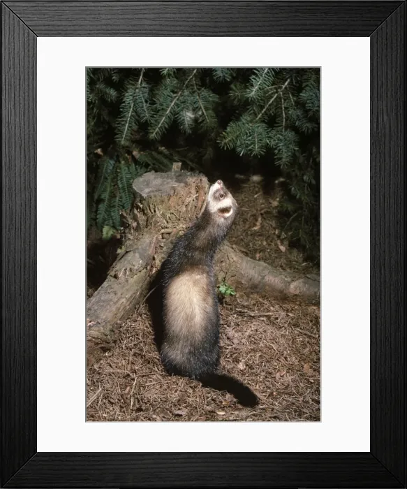 Framed Print : Polecat. ME-728. Polecat. Putorius putorius Framed Print : Polecat. ME-728. Polecat. Putorius putorius