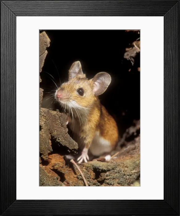 Framed Print : Yellow-necked Mouse Framed Print : Yellow-necked Mouse