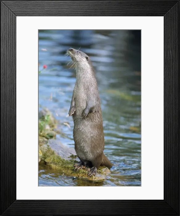 Framed Print : European Otter - standing Framed Print : European Otter - standing