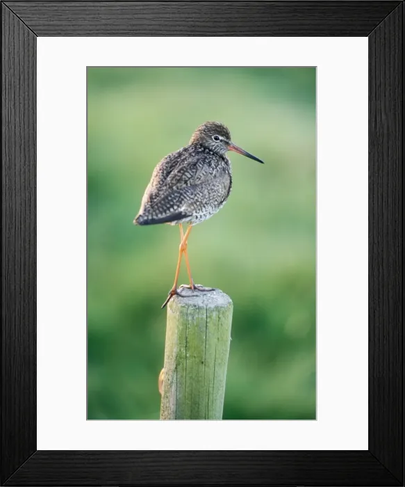 Framed Print : Redshank Bird Framed Print : Redshank Bird