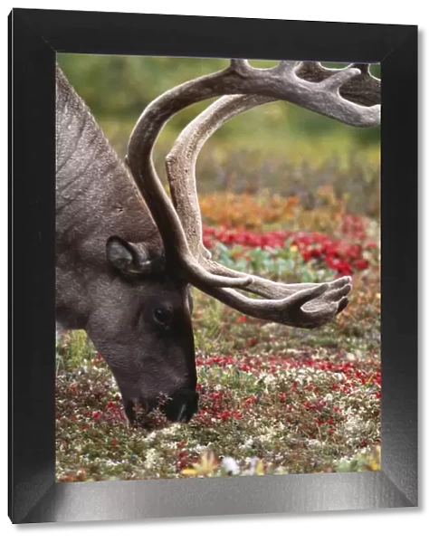 Reindeer - male eating Lichen. Alaska