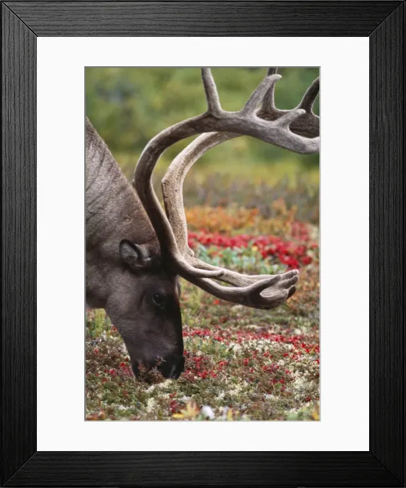 Framed Print : Reindeer - male eating Lichen. Alaska Framed Print : Reindeer - male eating Lichen. Alaska