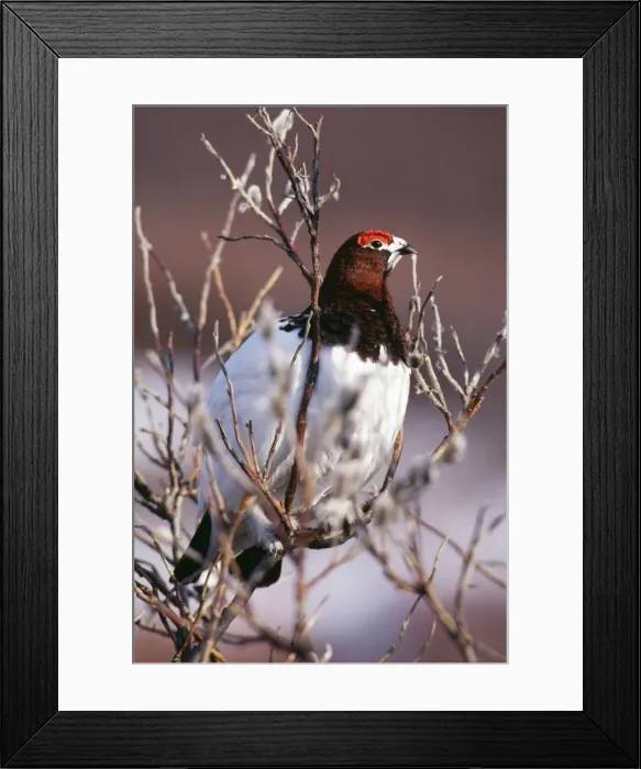 Framed Print : Willow Ptarmigan Male, mating plummage, Alaska Framed Print : Willow Ptarmigan Male, mating plummage, Alaska