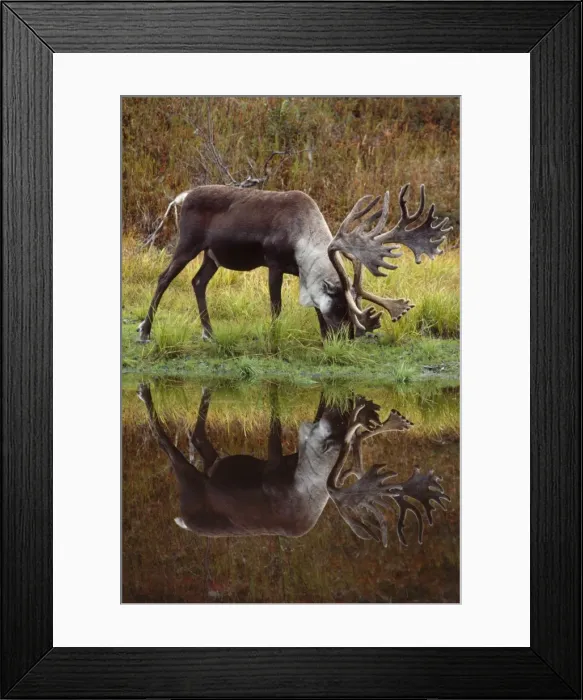 Framed Print : Reindeer / Barren Ground Caribou - male Framed Print : Reindeer / Barren Ground Caribou - male