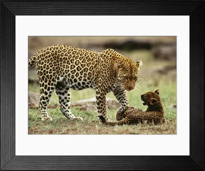 Framed Print : Leopard Female with 2 month old cub, Maasai Mara National Park, Africa Framed Print : Leopard Female with 2 month old cub, Maasai Mara National Park, Africa