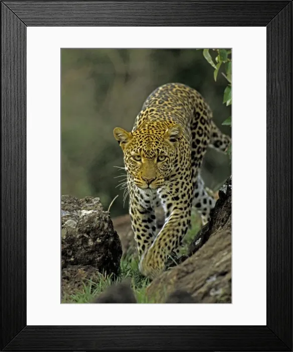 Framed Print : Female Leopard, Masai Mara Reserve, Kenya, Africa Framed Print : Female Leopard, Masai Mara Reserve, Kenya, Africa