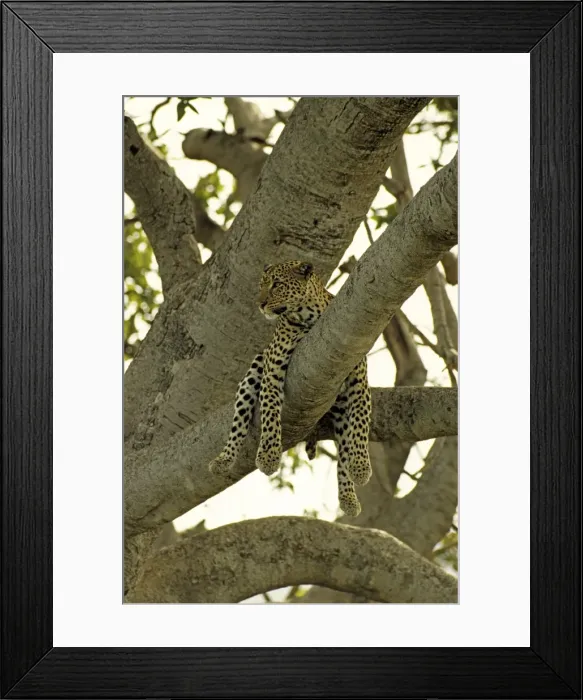 Framed Print : Female Leopard - Lying in tree, Masai Mara Reserve, Kenya, Africa Framed Print : Female Leopard - Lying in tree, Masai Mara Reserve, Kenya, Africa