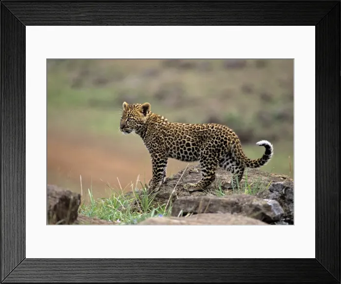 Framed Print : Leopard, 2 month old cub, Masai Mara Reserve, Kenya, Africa Framed Print : Leopard, 2 month old cub, Masai Mara Reserve, Kenya, Africa