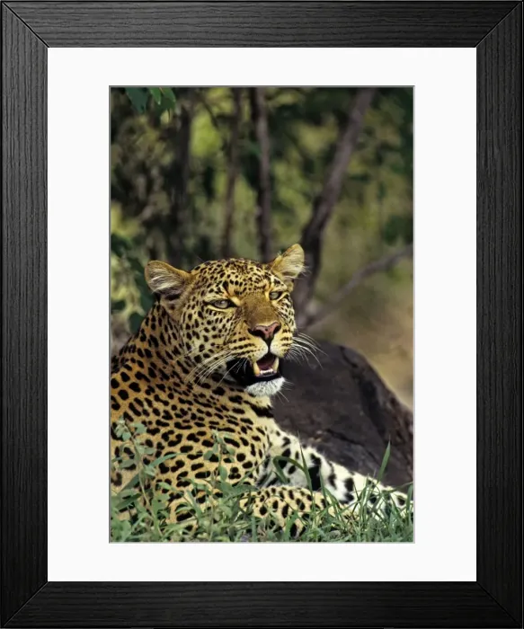 Framed Print : Female Leopard, Masai Mara Reserve, Kenya, Africa Framed Print : Female Leopard, Masai Mara Reserve, Kenya, Africa