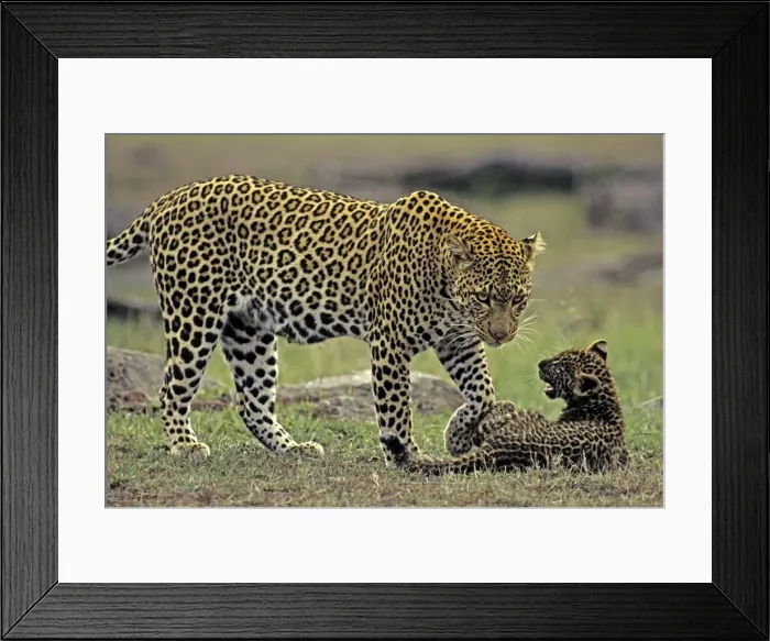 Framed Print : Female Leopard and 2 month old cub, Masai Mara Reserve, Kenya, Africa