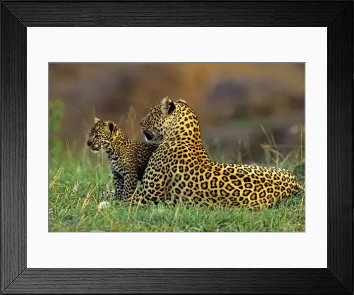 Framed Print : Female Leopard and 2 month old cub, Masai Mara Reserve, Kenya, Africa Framed Print : Female Leopard and 2 month old cub, Masai Mara Reserve, Kenya, Africa