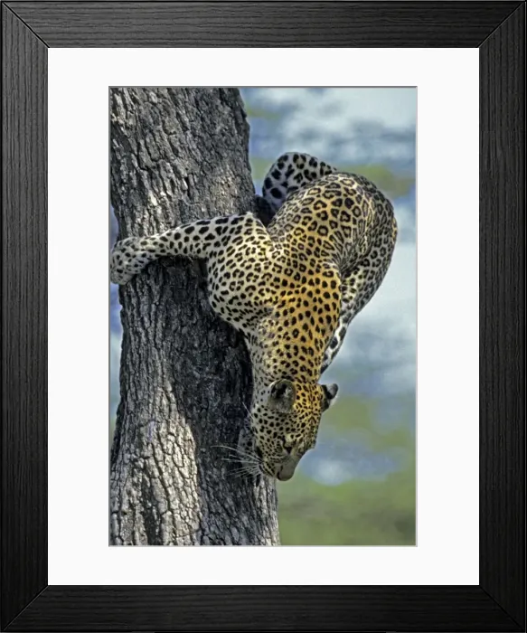 Framed Print : Female Leopard climbing down fig tree, Masai Mara, Kenya, Africa Framed Print : Female Leopard climbing down fig tree, Masai Mara, Kenya, Africa