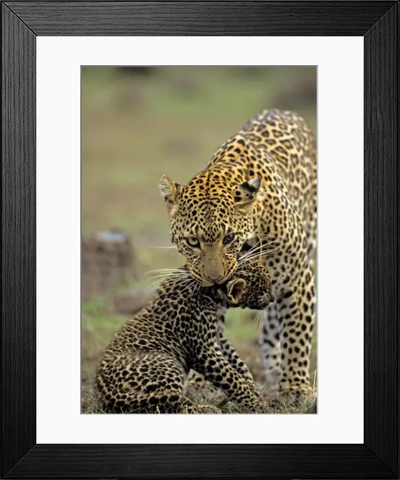 Framed Print : Female Leopard carrying 2 month old cub, Masai Mara, Kenya, Africa Framed Print : Female Leopard carrying 2 month old cub, Masai Mara, Kenya, Africa