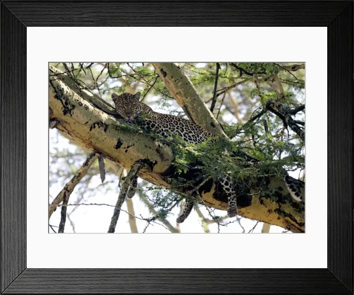 Framed Print : Female Leopard in Acacia tree, Lake Nakuru NP, Kenya Framed Print : Female Leopard in Acacia tree, Lake Nakuru NP, Kenya