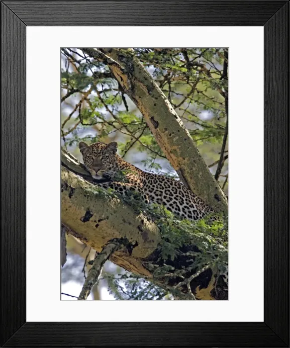 Framed Print : Female Leopard in Acacia Tree, Lake Nakuru NP, Kenya, Africa Framed Print : Female Leopard in Acacia Tree, Lake Nakuru NP, Kenya, Africa