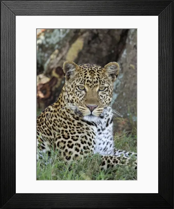 Framed Print : Female Leopard, Lake Nakuru NP, Kenya, Africa Framed Print : Female Leopard, Lake Nakuru NP, Kenya, Africa