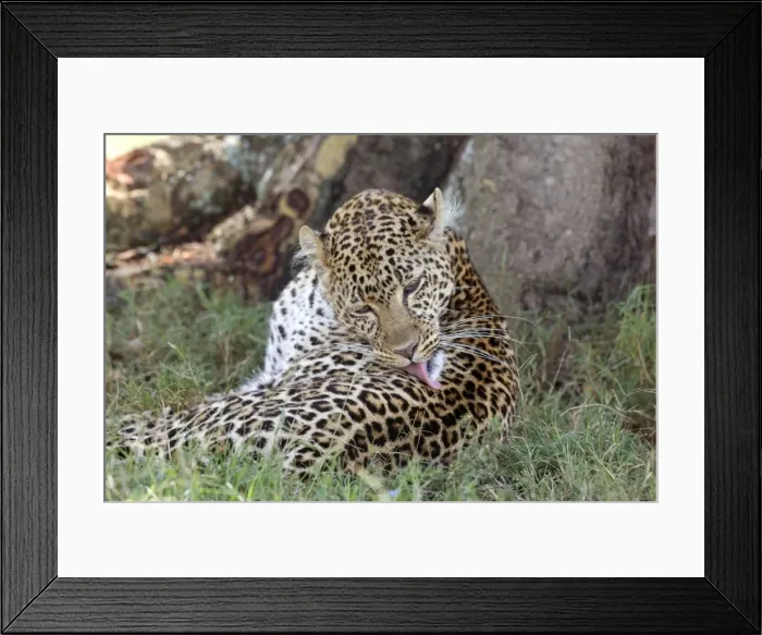 Framed Print : Female Leopard grooming, Lake Nakuru NP, Kenya, Africa Framed Print : Female Leopard grooming, Lake Nakuru NP, Kenya, Africa