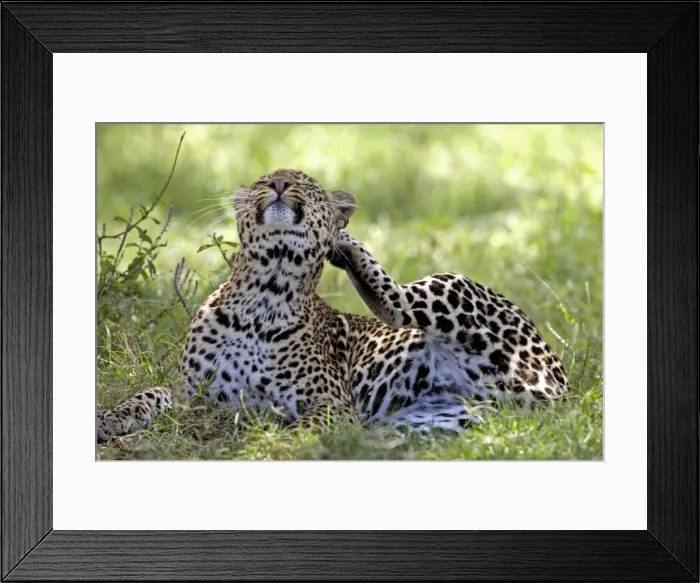 Framed Print : Female Leopard - Lying in grass scratching an itch, Lake Nakuru NP, Kenya, Africa Framed Print : Female Leopard - Lying in grass scratching an itch, Lake Nakuru NP, Kenya, Africa