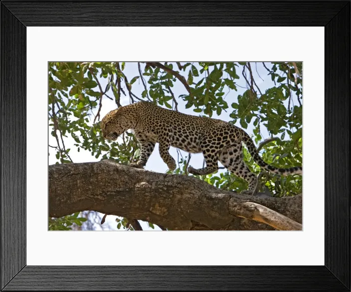 Framed Print : Female Leopard walking on tree branch, Samburu Reserve, Kenya, Africa Framed Print : Female Leopard walking on tree branch, Samburu Reserve, Kenya, Africa