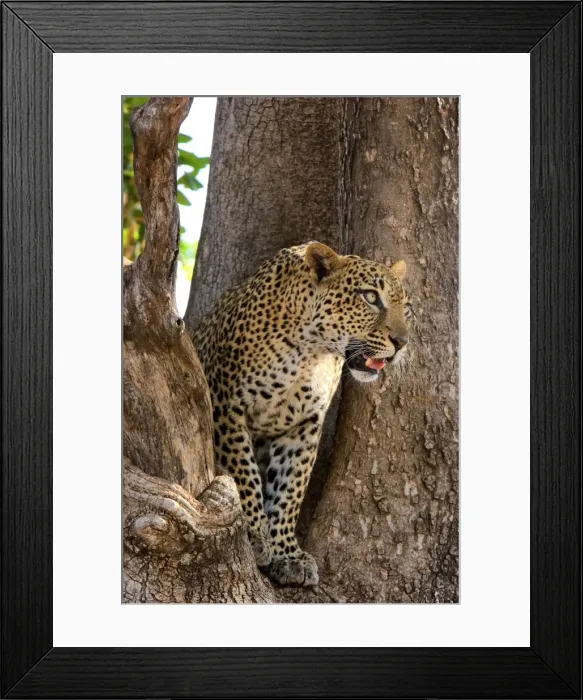 Framed Print : Female Leopard in crotch of Sausage tree, Samburu Reserve, Kenya, Africa Framed Print : Female Leopard in crotch of Sausage tree, Samburu Reserve, Kenya, Africa