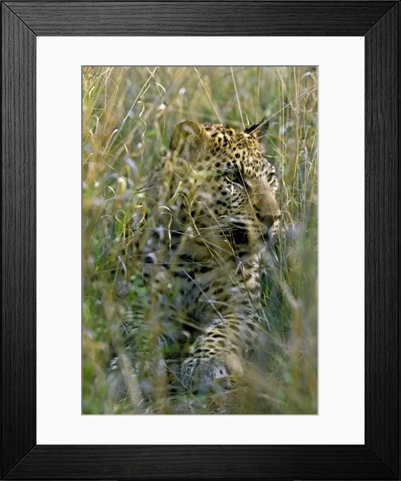 Framed Print : Female Leopard in grass, Namibia, Africa