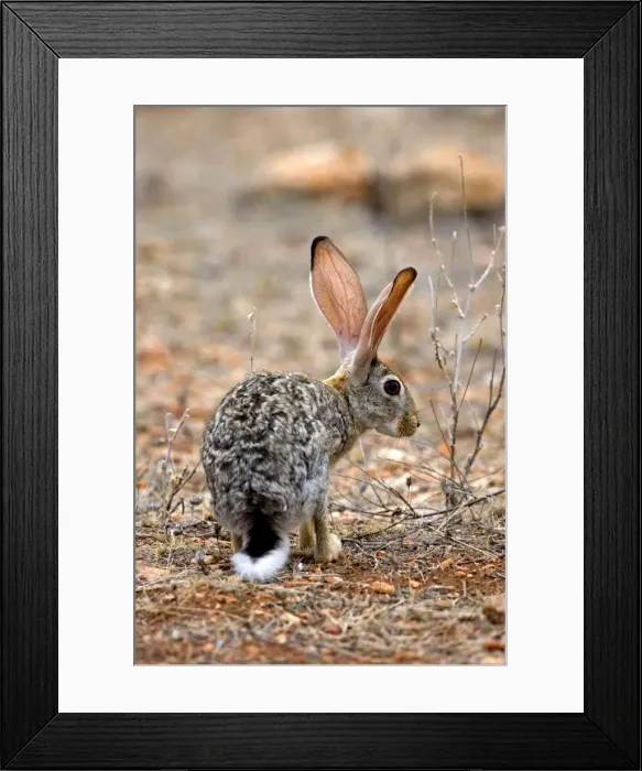 Framed Print : Scrub Hare, Samburu Reserve, Kenya, Africa Framed Print : Scrub Hare, Samburu Reserve, Kenya, Africa