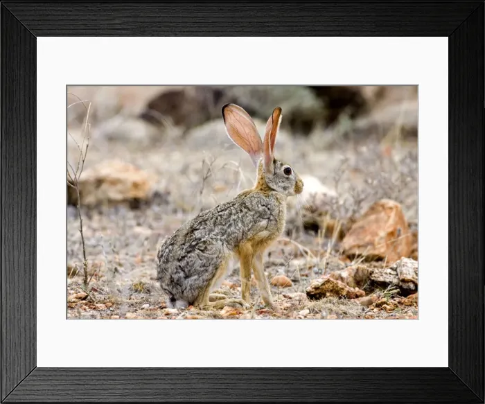 Framed Print : Scrub Hare, Samburu Reserve, Kenya, Africa Framed Print : Scrub Hare, Samburu Reserve, Kenya, Africa