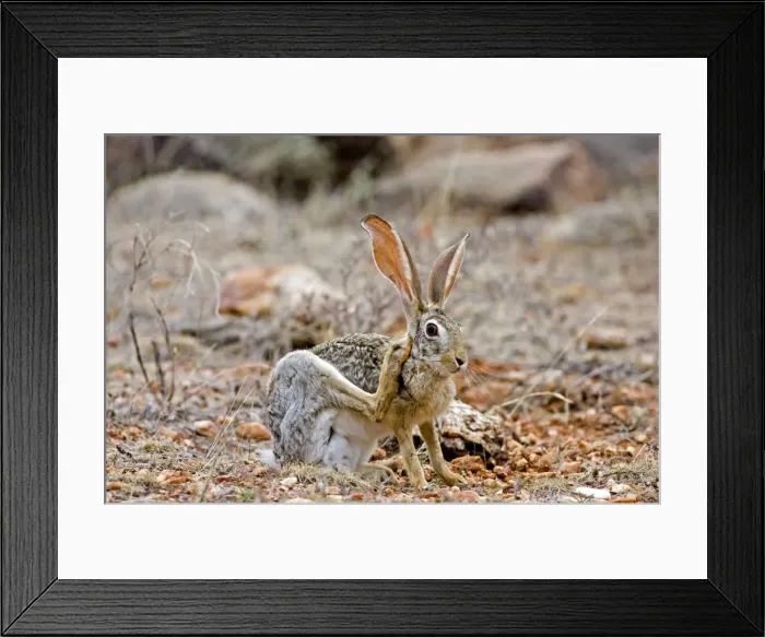 Framed Print : Scrub Hare, Samburu Reserve, Kenya Framed Print : Scrub Hare, Samburu Reserve, Kenya